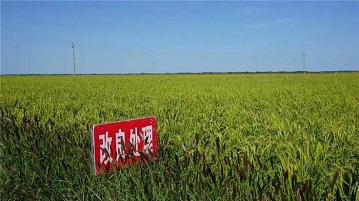 內(nèi)蒙古鹽堿地改良后的效果，讀完這篇文章你就了解了