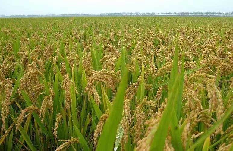 內(nèi)蒙古微生物馴化技術(shù)在生態(tài)農(nóng)業(yè)中的應(yīng)用前景。